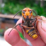 Stršljeni - kako ih se riješiti u kući